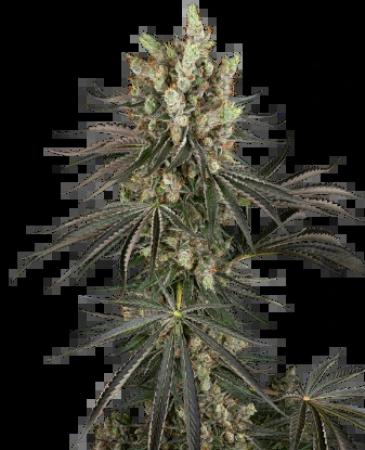 Sensi Slam Dank 3+1 Feminisiert Sensi Slam Dank 3+1 Feminisiert